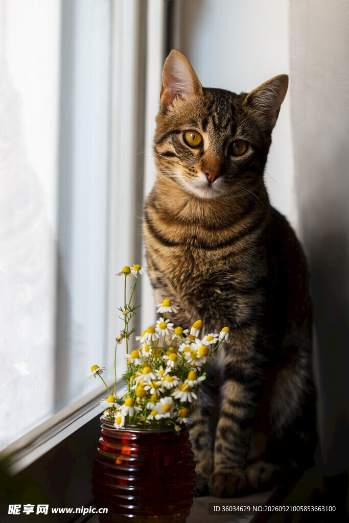 窗边萌猫伴绿植