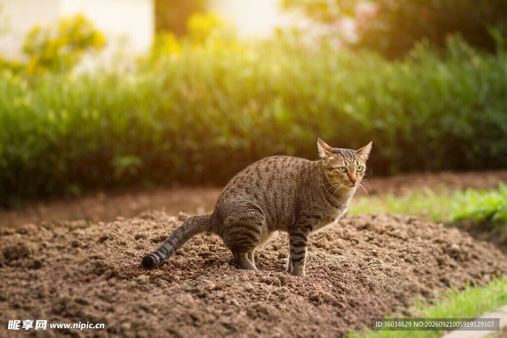 户外泥土地上的可爱猫咪