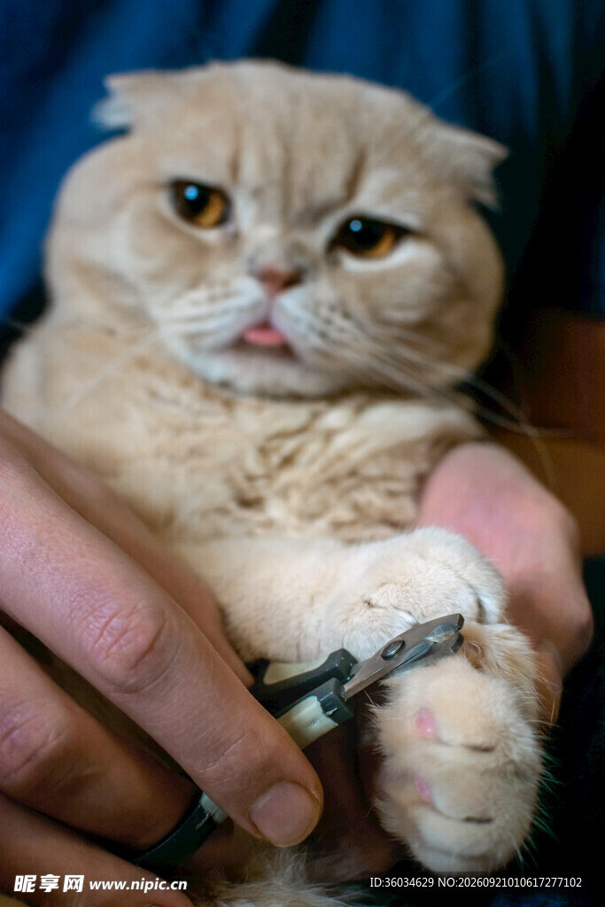 被抱的戴项圈可爱猫咪