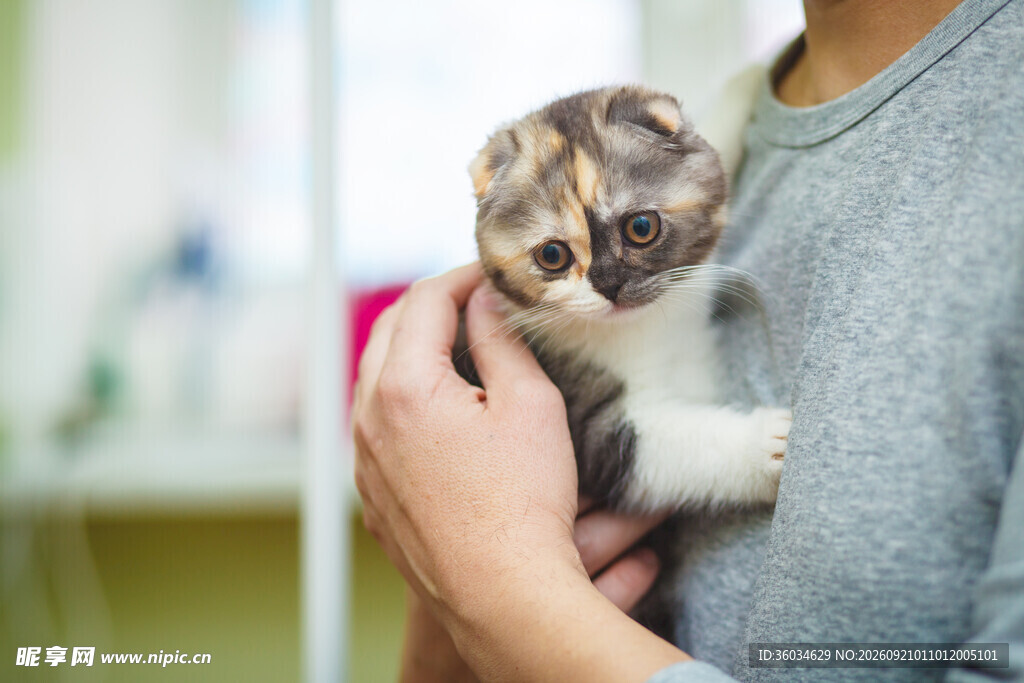 怀中可爱三色小猫