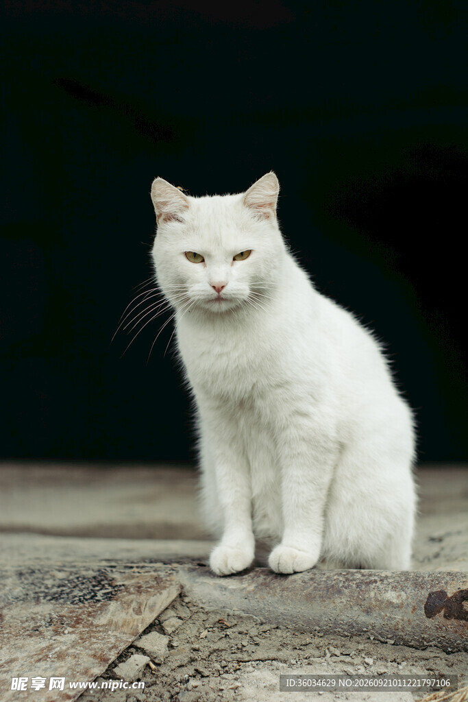 独坐的白色猫咪