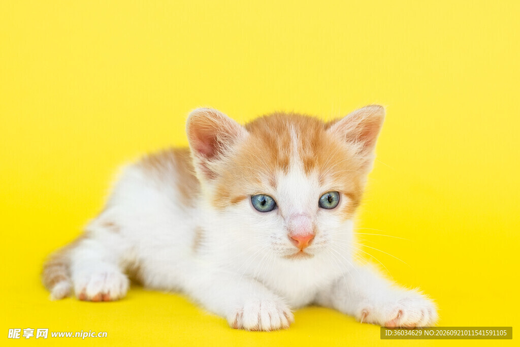 黄底上的可爱三色小猫咪