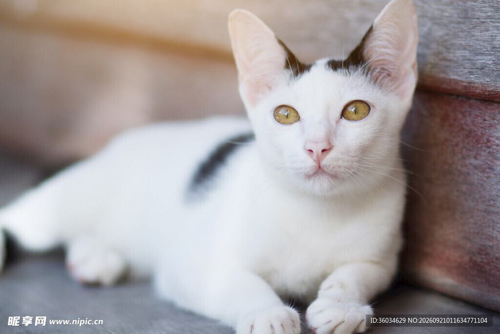 趴着的黑白花纹可爱猫咪