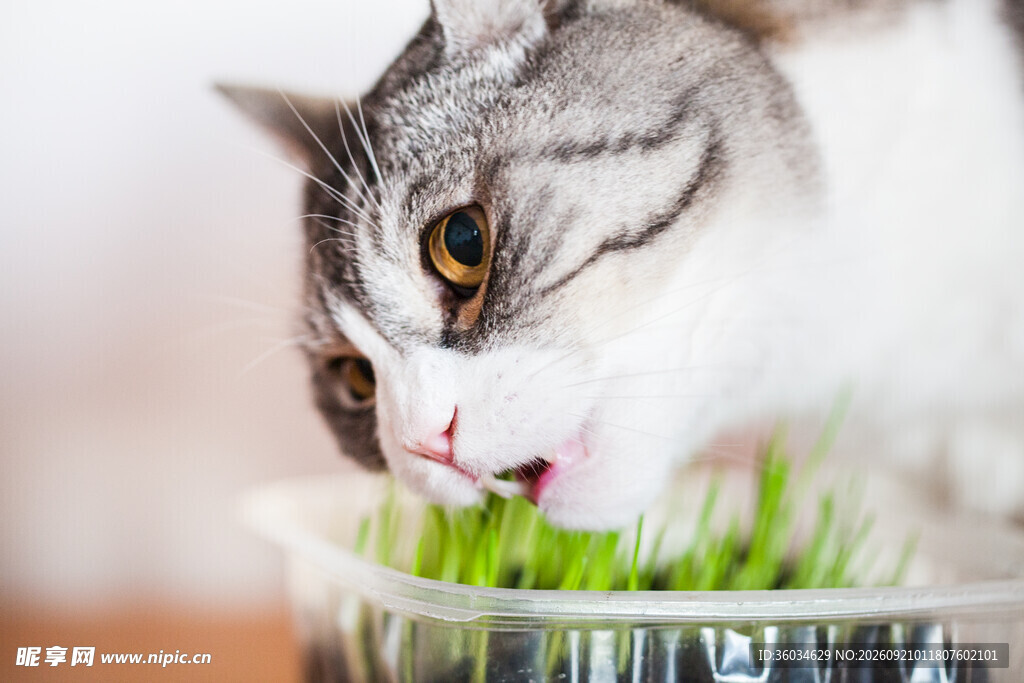 猫咪享用新鲜猫草