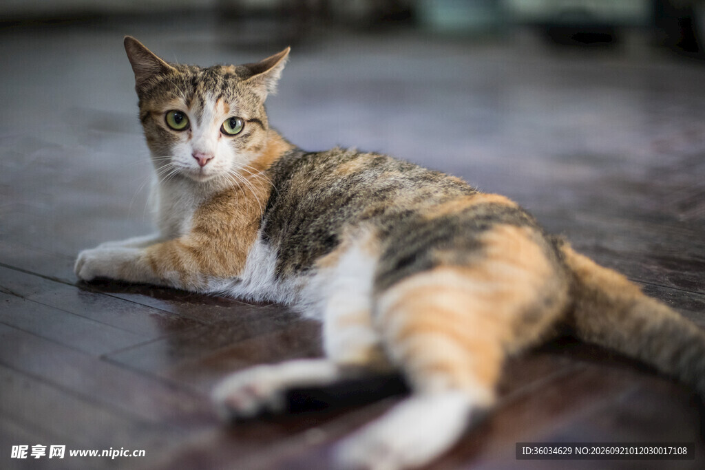 三色猫悠闲躺木地板上