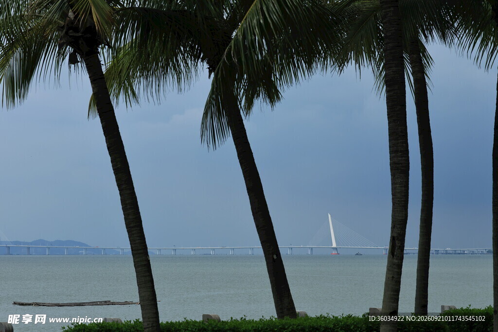 海边椰林远眺海景