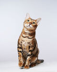 可爱斑纹猫抬头望向上方
