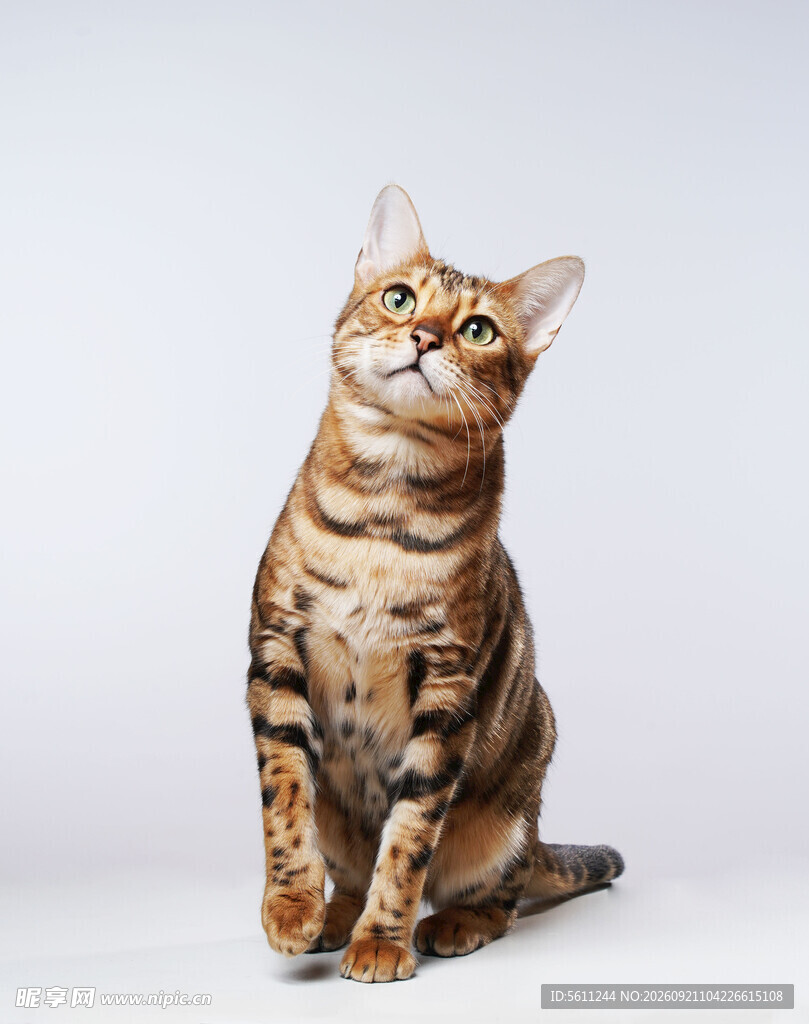 可爱斑纹猫抬头望向上方