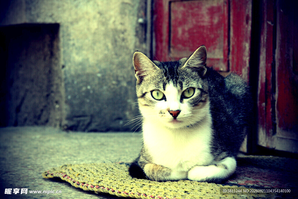 可爱猫咪静卧在垫子上
