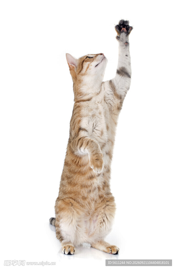 猫咪站立高举爪子