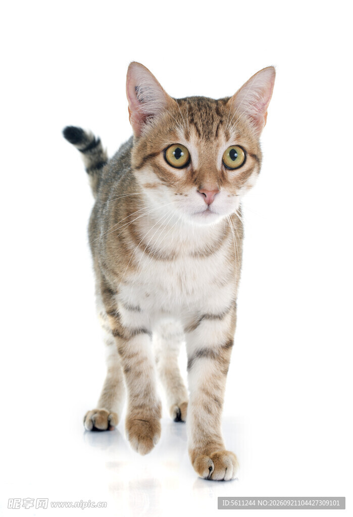 可爱斑纹猫咪行走瞬间