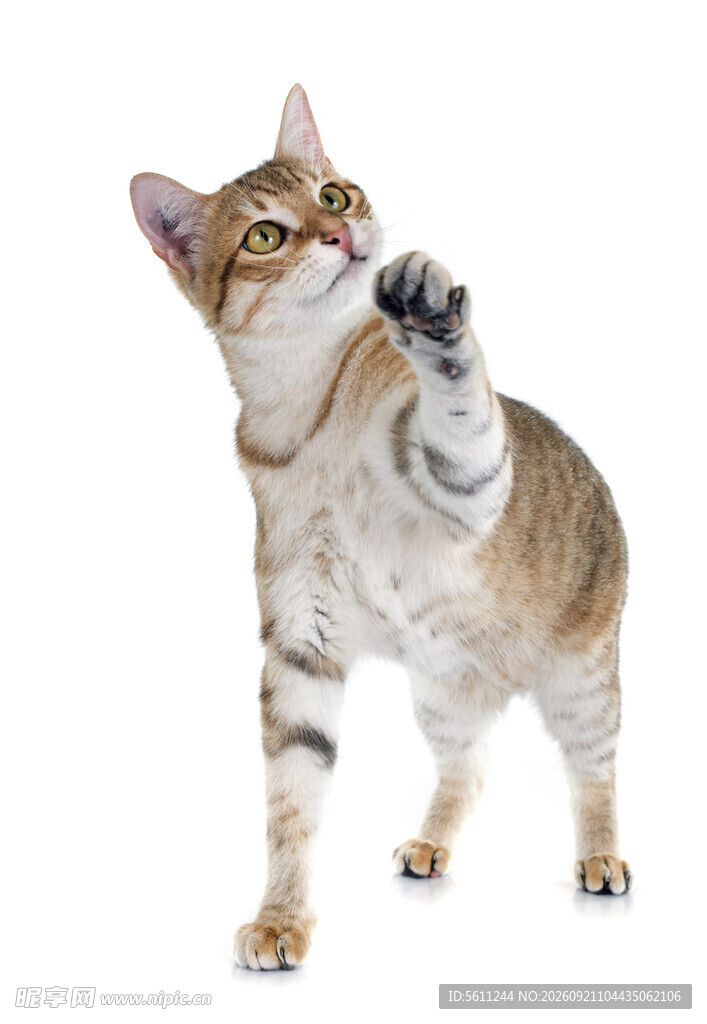 站立猫咪伸爪萌态十足