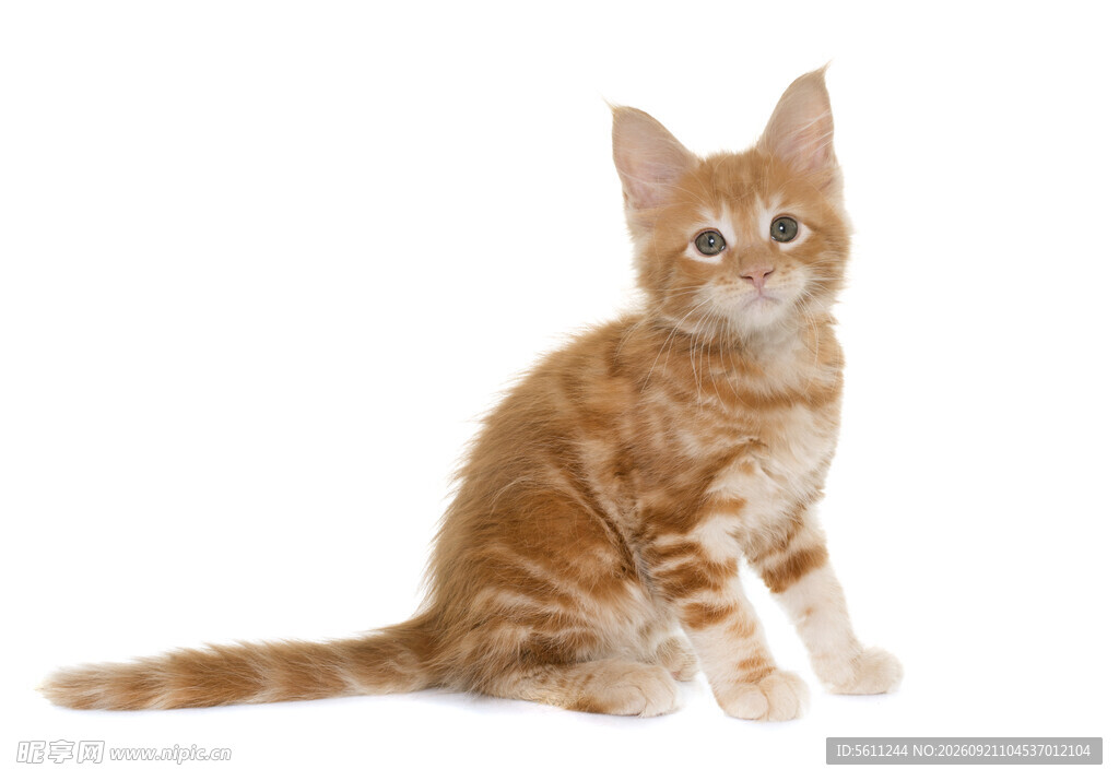 可爱橘白小猫端坐