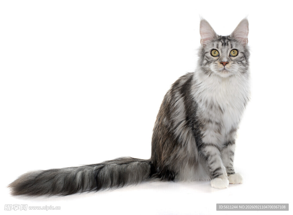 优雅银白长毛猫
