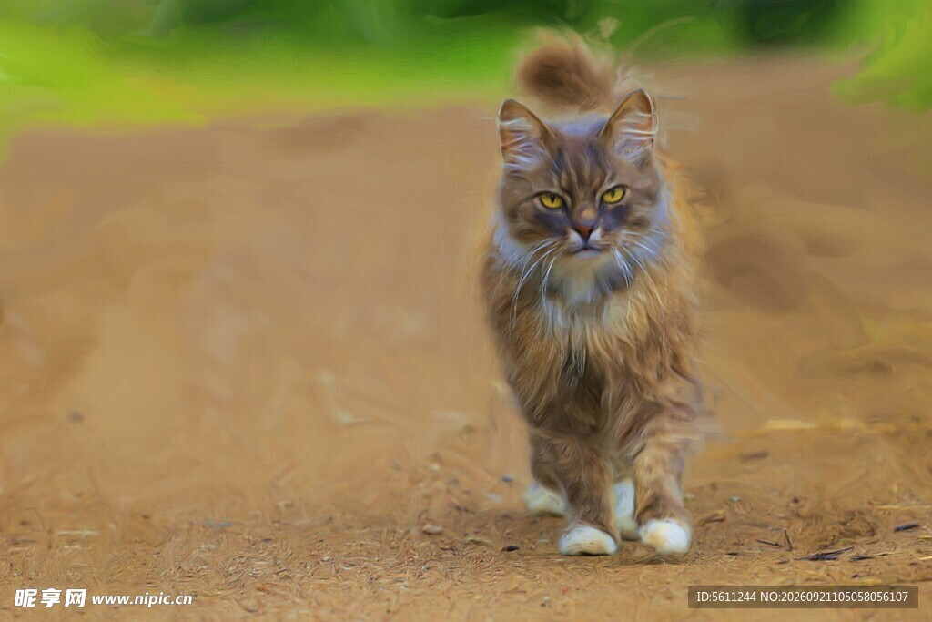 漫步乡间的长毛猫咪