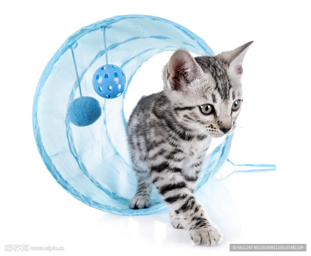 小猫在蓝色滚轮中玩耍