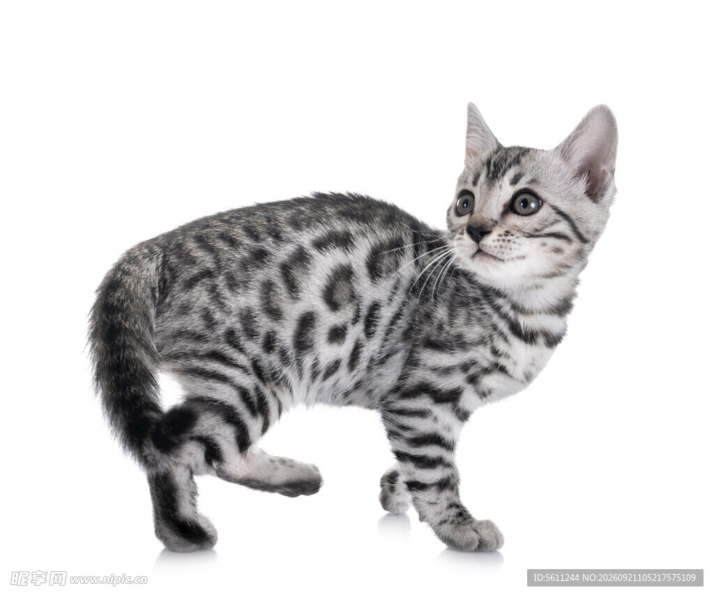 可爱斑纹小猫侧身站立