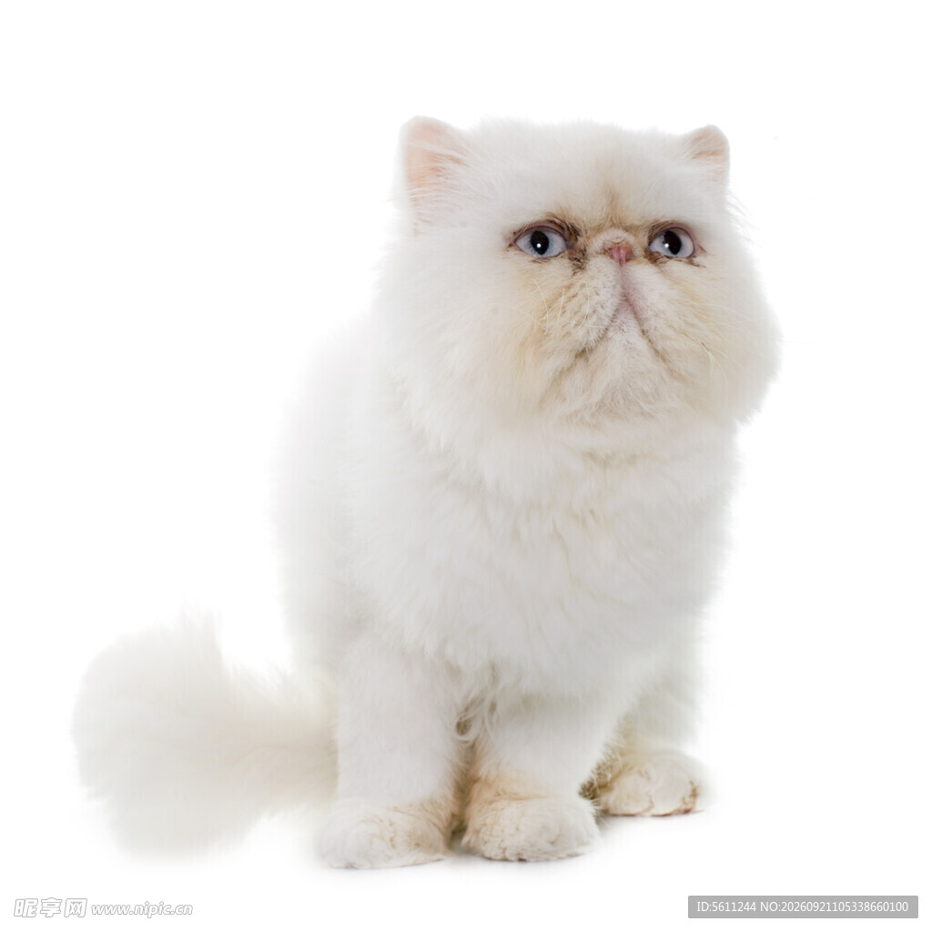 可爱白色波斯猫坐立