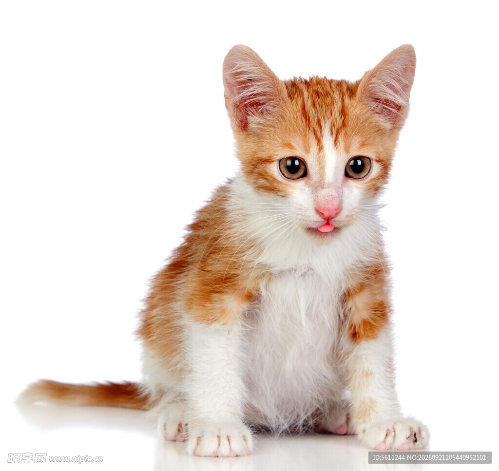 可爱小猫咪端坐