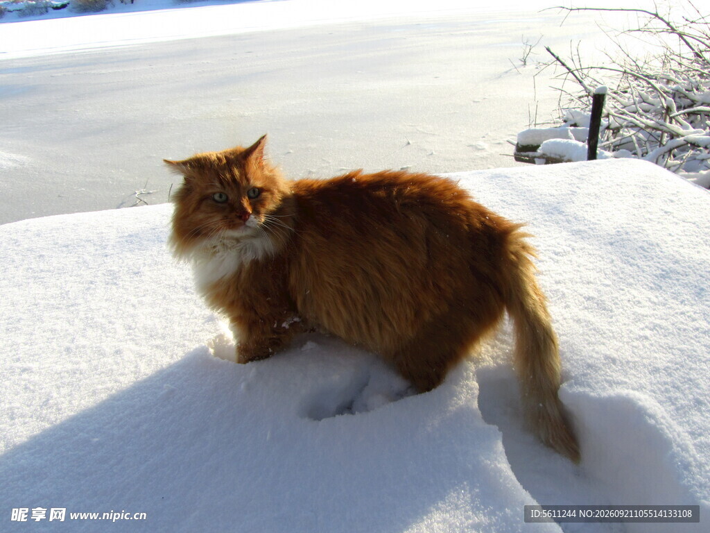 雪地中的橘猫