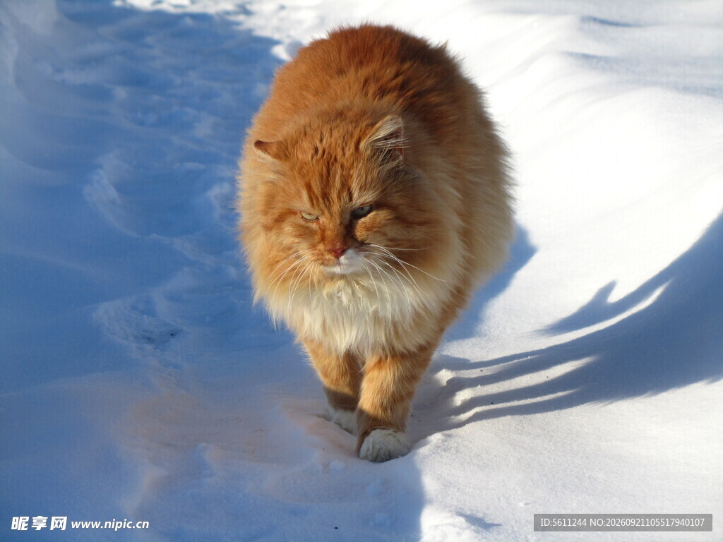 雪地中的长毛猫