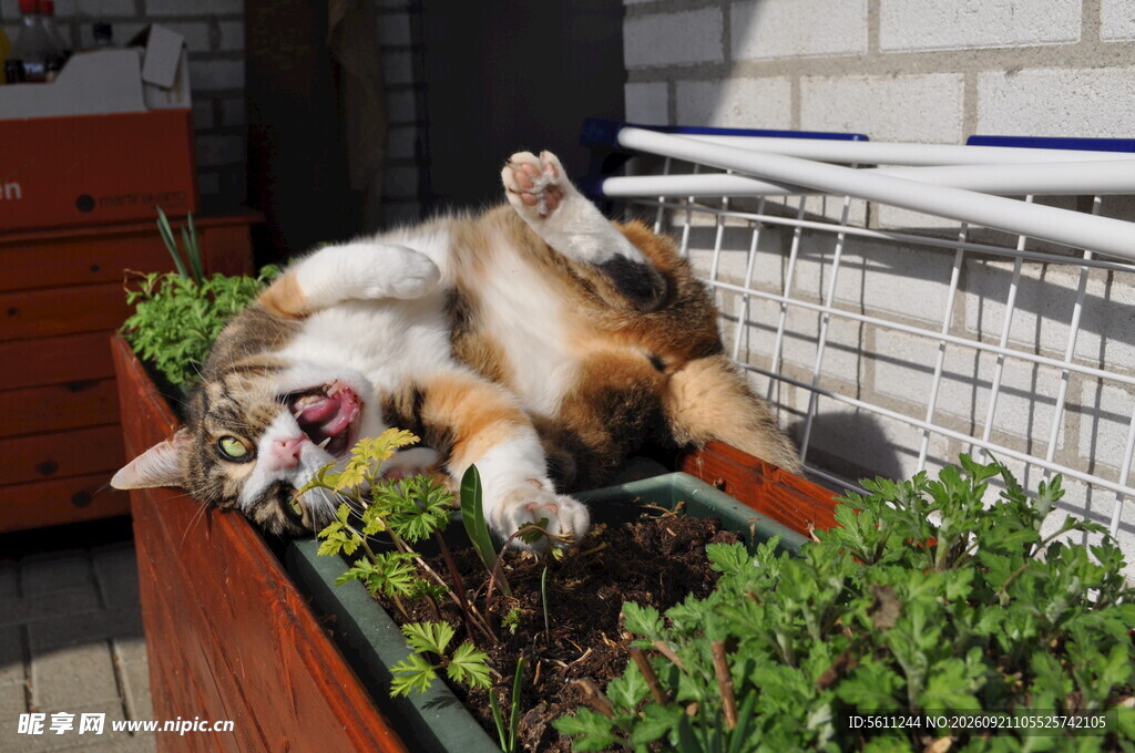 惬意猫咪躺卧绿植间