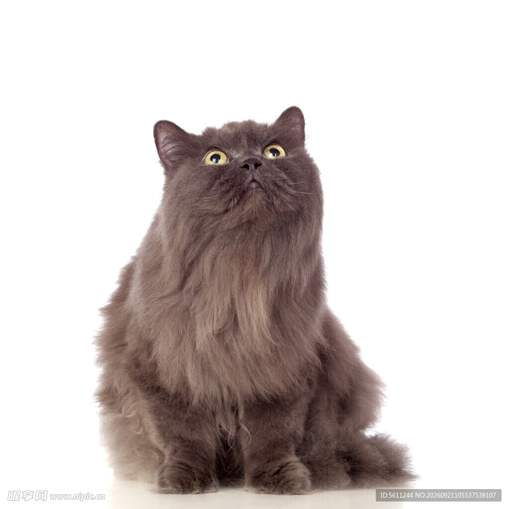 长毛灰猫抬头好奇张望