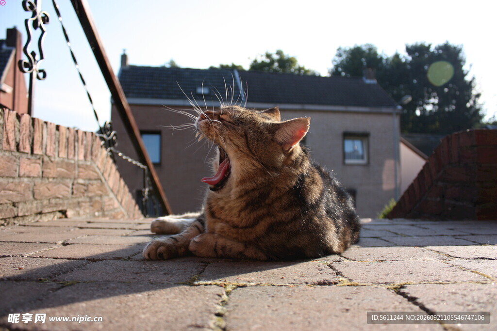 张嘴打哈欠的斑纹猫咪