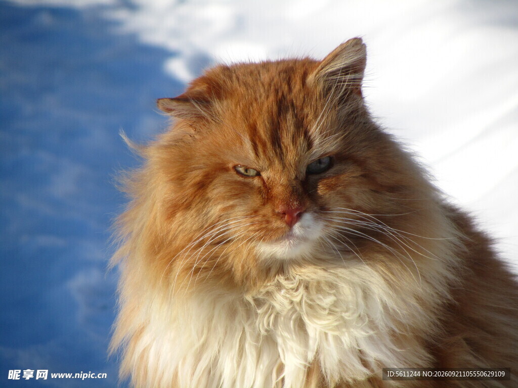 阳光下的长毛猫