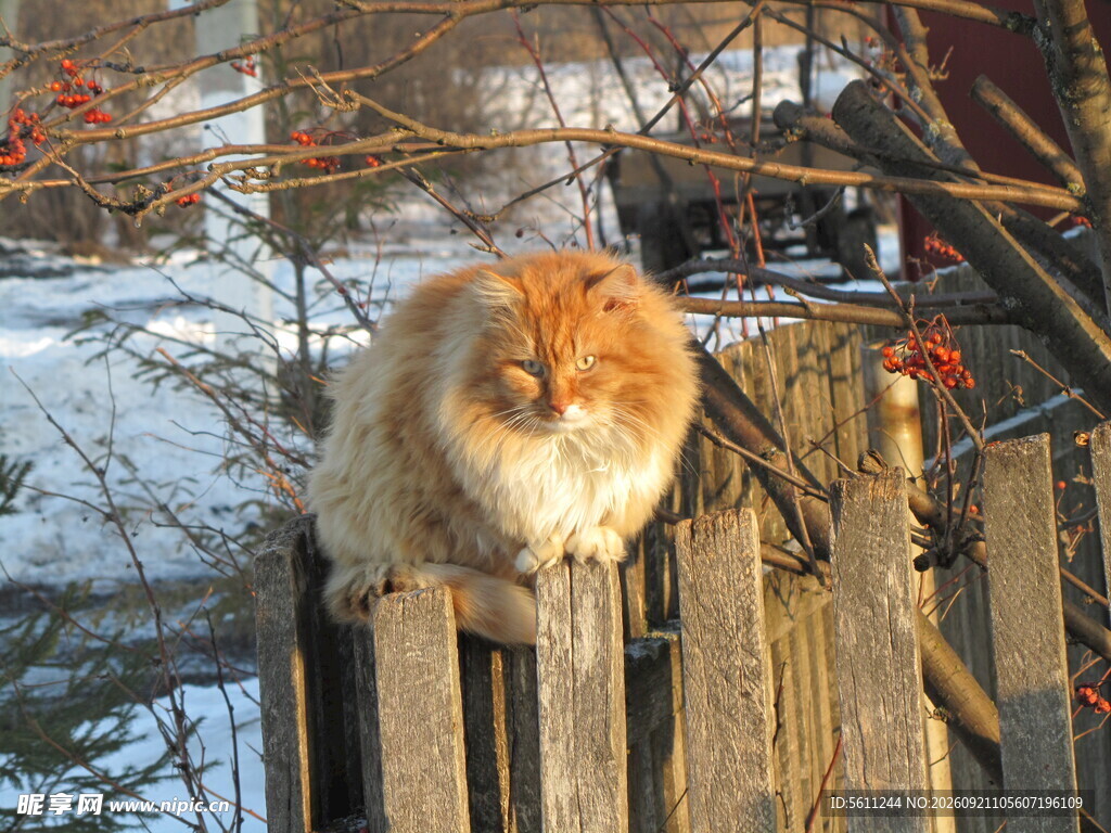 冬日木栏上的慵懒猫咪