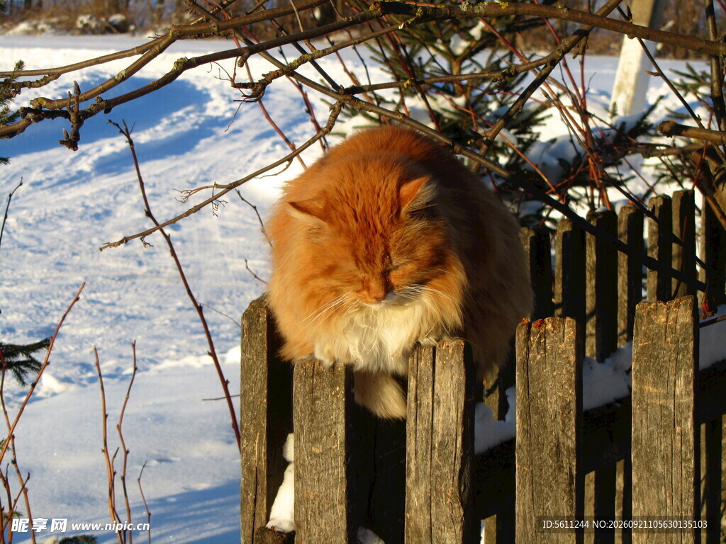 雪中铁栅栏上的橘色猫咪