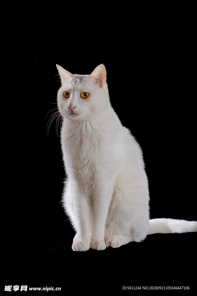 白色猫咪端坐