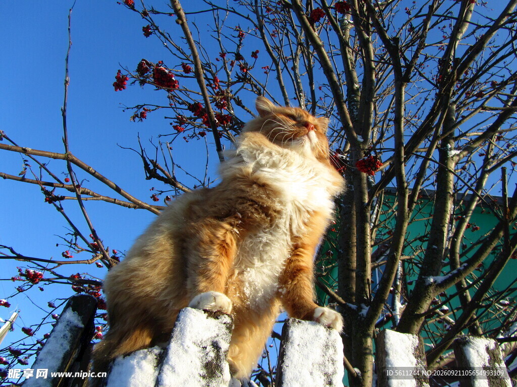 猫咪坐栅栏上眺望蓝天