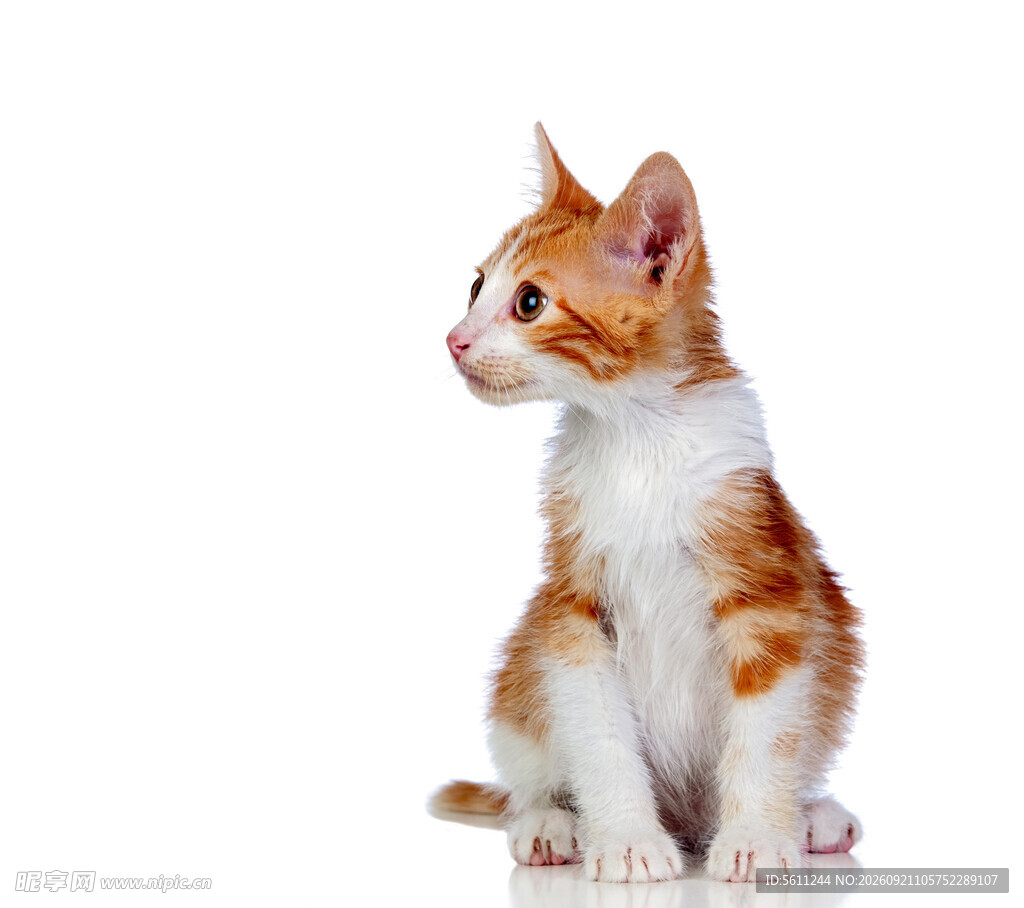 可爱橘白小猫扭头侧坐