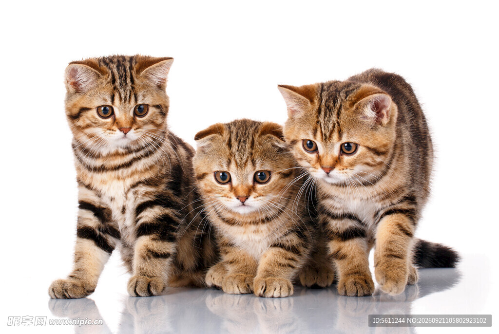 三只可爱斑纹小猫