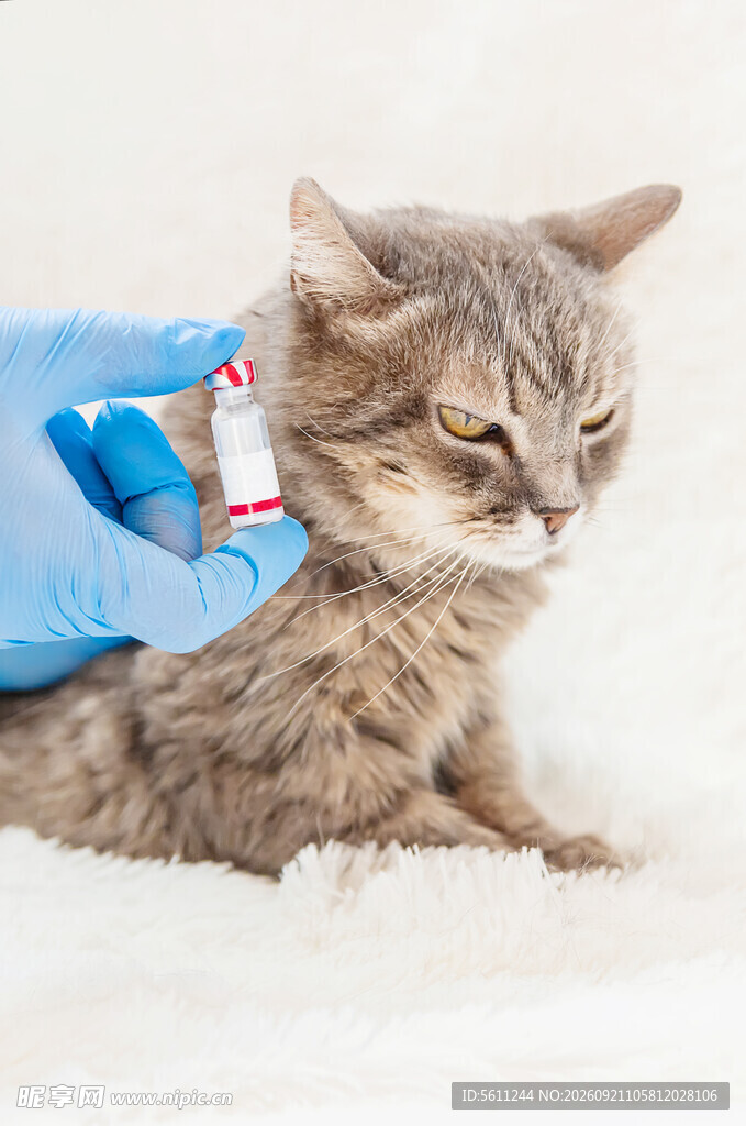 猫咪正在接受药物注射
