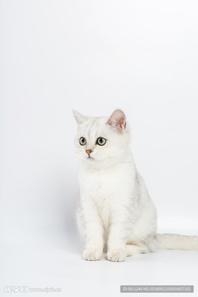 白色萌猫坐立