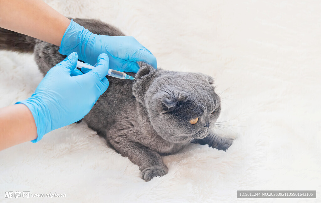 兽医为龙猫进行检查