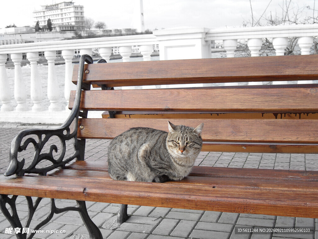 长椅上的猫咪