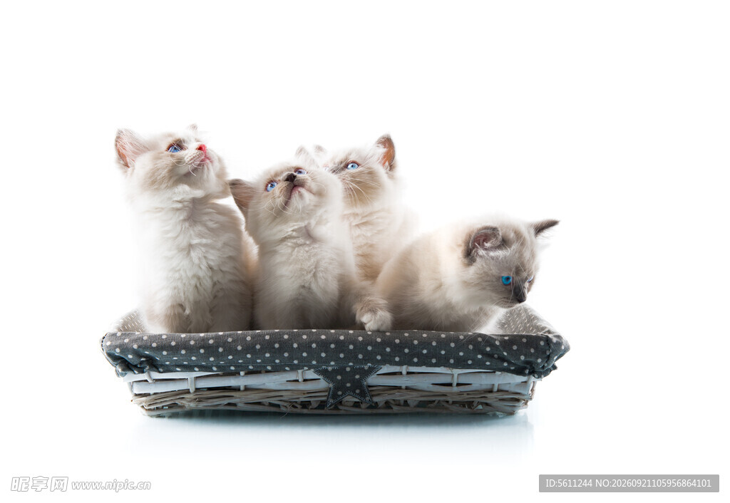 三只可爱小猫窝中坐