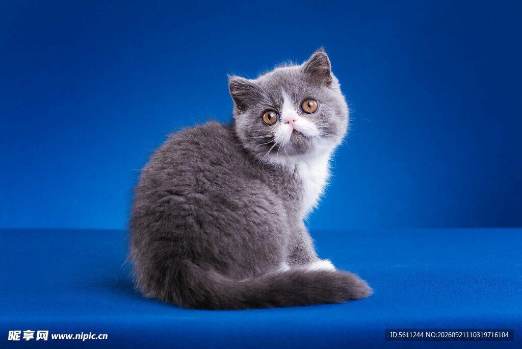 蓝底上的可爱灰毛猫咪