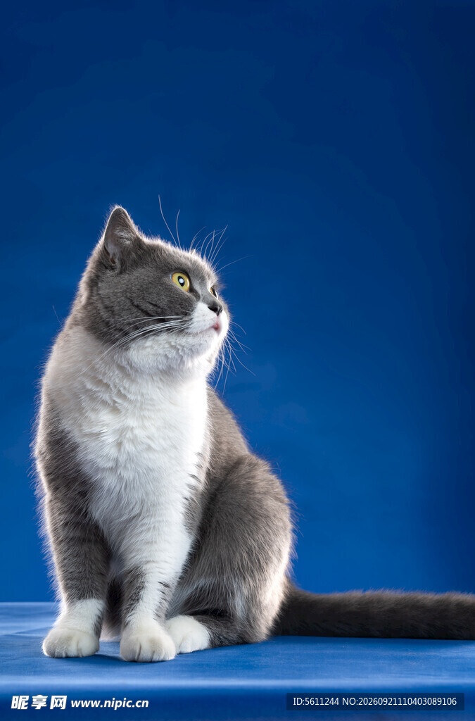 蓝背景下的可爱猫咪