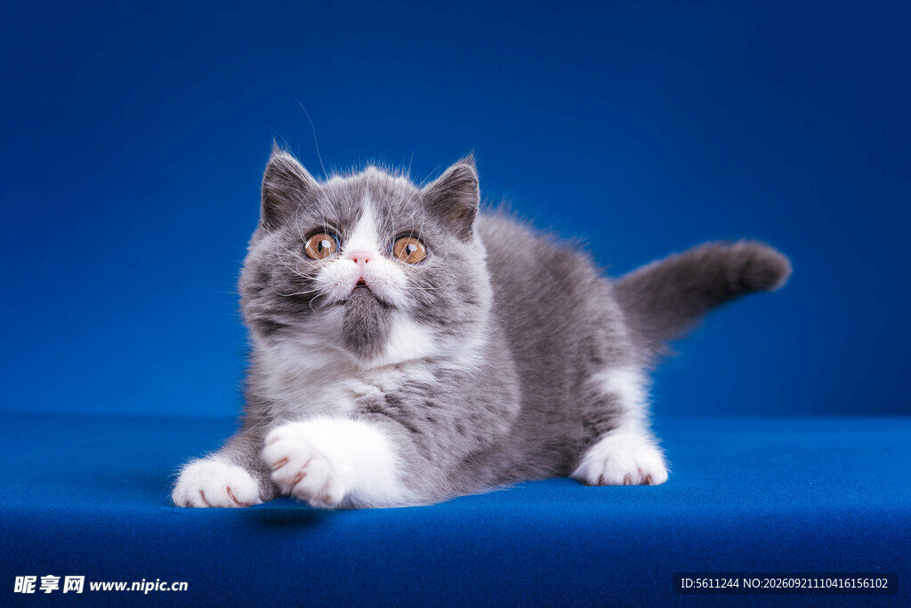 可爱灰毛猫咪抬头望