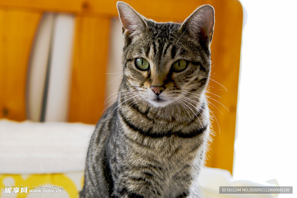 可爱斑纹猫端坐