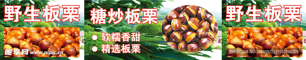 野生板栗