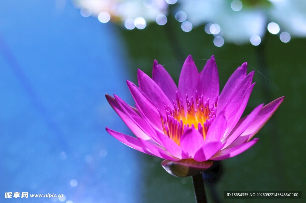 莲花