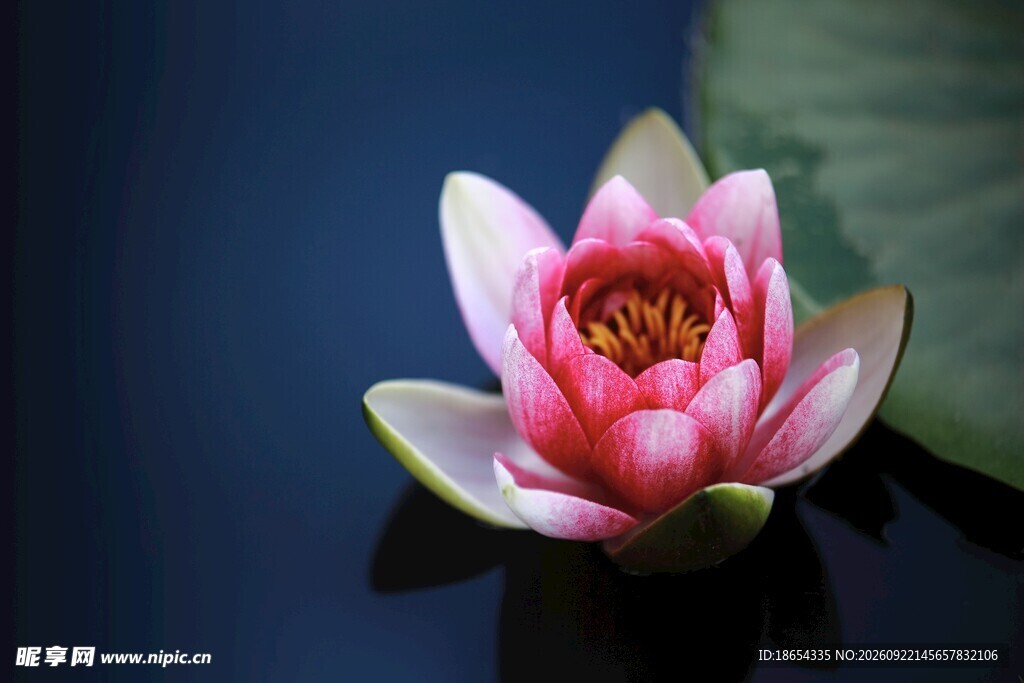 莲花