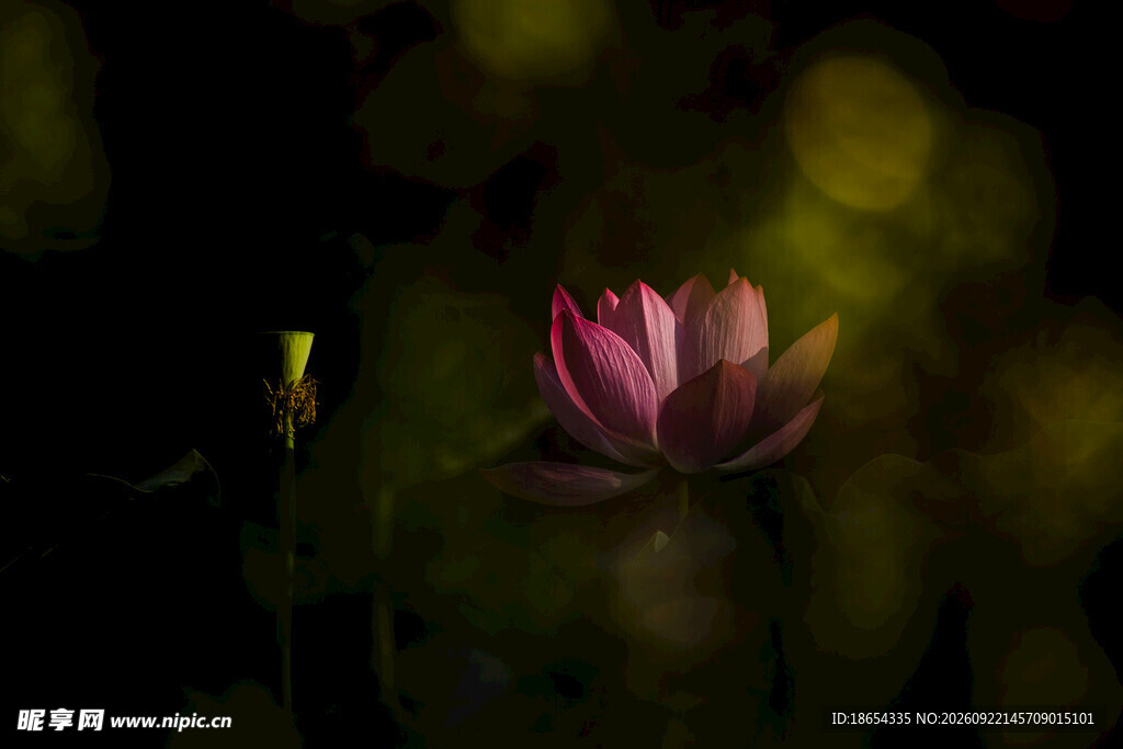 荷花