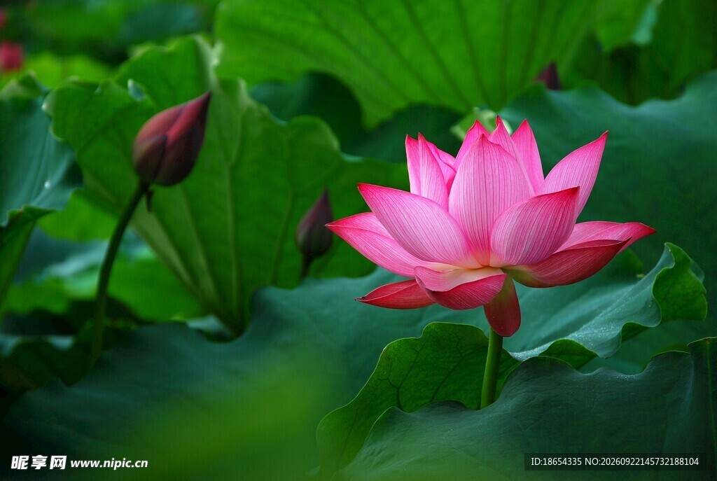 荷花