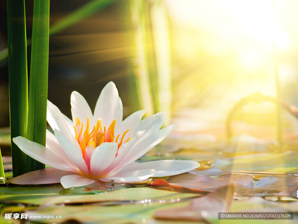 莲花